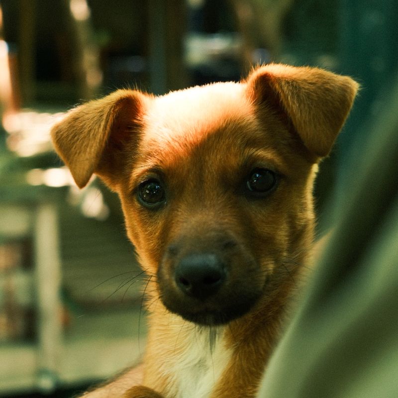 A cute puppy